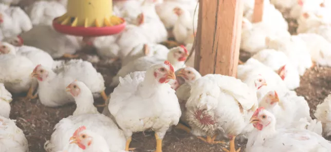 case study lifeline.png