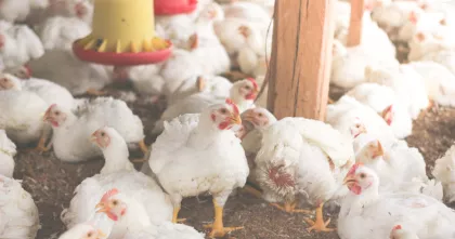 case study lifeline.png