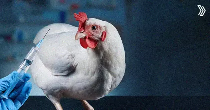 Broiler Vaccination Schedule