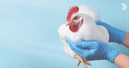 poultry disease.jpg