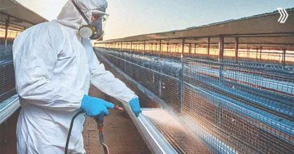 disinfecting poultry.jpg