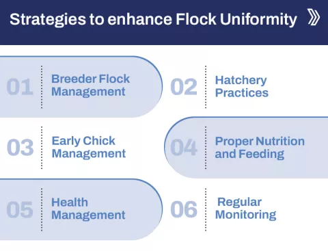 Strategies to enhance Flock Uniformity.jpg