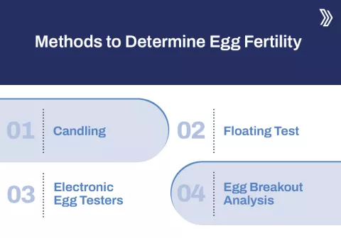 Methods to Determine Egg Fertility.jpg