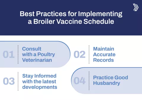 Best Practices for Implementing a Broiler Vaccine Schedule.jpg