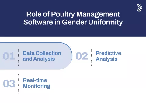 Role of Poultry Management Software in Gender Uniformity.jpg