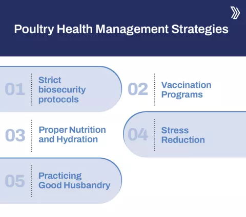 Poultry Health Management Strategies.jpg