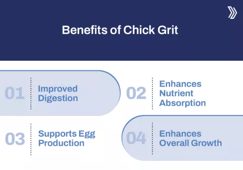 Benefits of Chick Grit.jpg