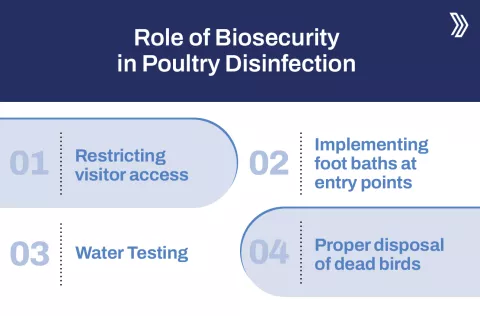 Role of Biosecurity in Poultry Disinfection.jpg