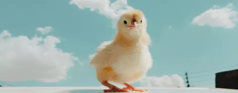 Livine Hatchery Module