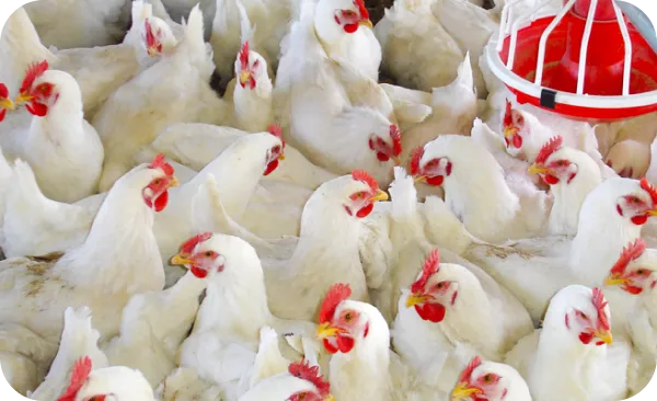 Breeder Farm management Software.png