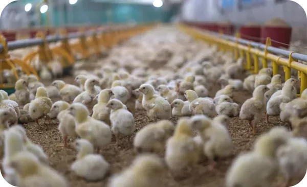 Hatchery Module - Livine