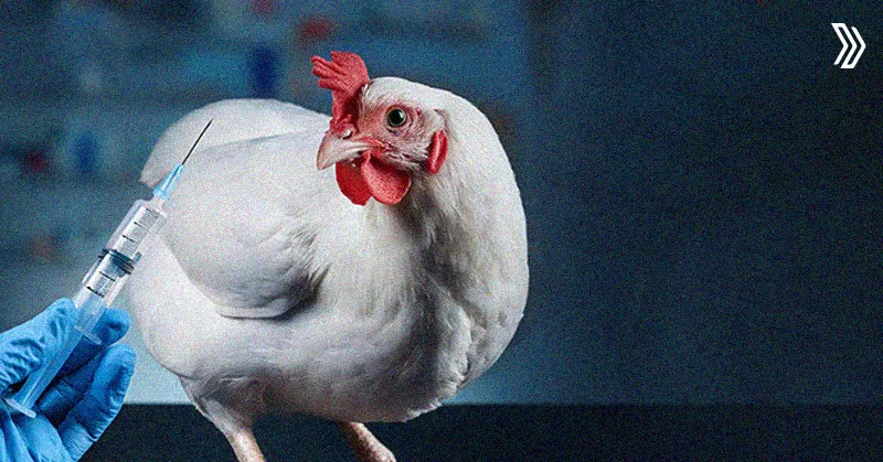 Broiler Vaccination Schedule