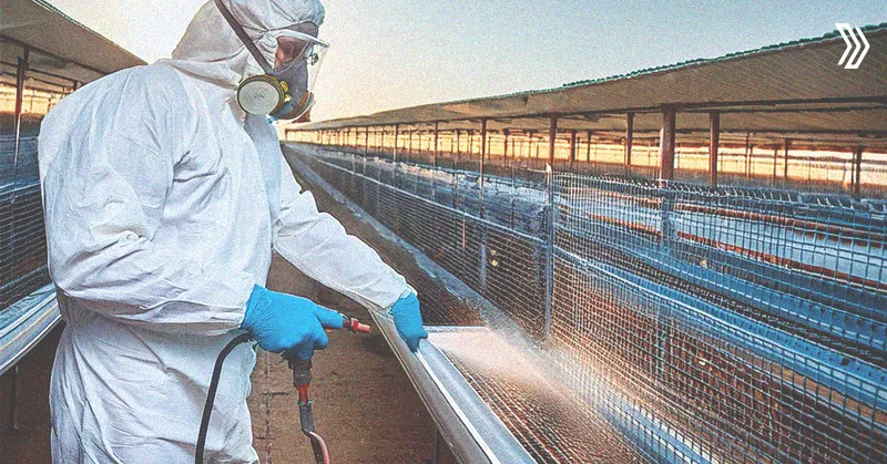 disinfecting poultry.jpg